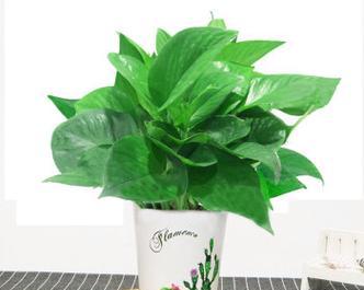 懒人植物盆栽有哪些？适合新手的简单养护植物推荐？