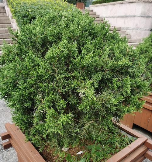 柏树的寓意象征——坚韧不拔的生命力（以柏树为图腾）