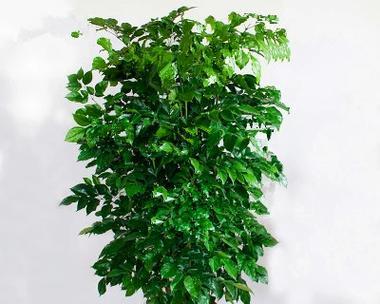 绿宝树用什么肥料最好?如何根据季节选择合适的肥料? 绿宝树用什么肥料最好?如何根据季节选择合适的肥料?