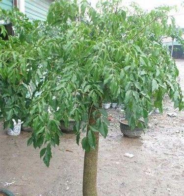 绿宝树用什么肥料最好?如何根据季节选择合适的肥料? 绿宝树用什么肥料最好?如何根据季节选择合适的肥料?