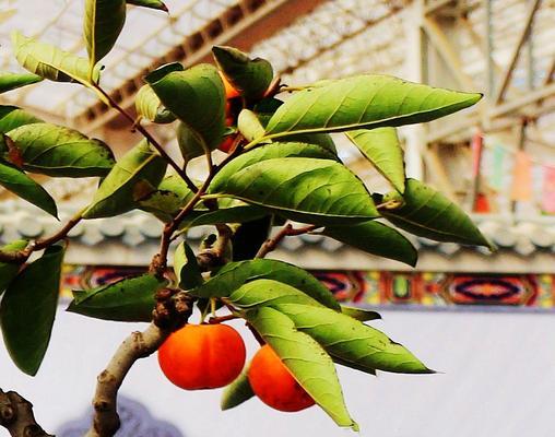 柿子树盆栽能结果吗？如何正确养护以确保结果？