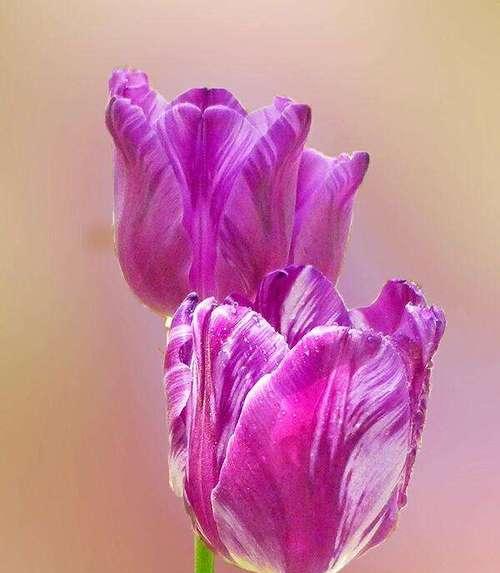 郁金香花语解析——以几朵郁金香的含义（探寻郁金香赋予的不同寓意）