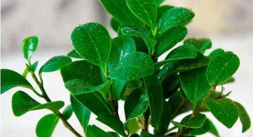 人参榕叶子卷曲了怎么办？如何正确处理？