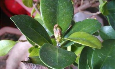 人参榕叶子卷曲了怎么办？如何正确处理？