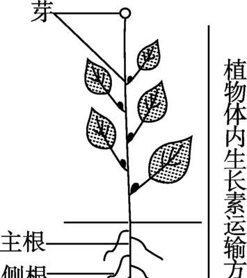 人参榕叶子卷曲了怎么办？如何正确处理？
