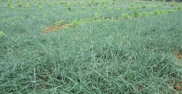 蕌头的最佳种植时间是什么时候？种植后多久可以收获？