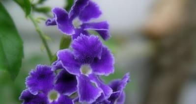 紫罗兰花语（探索紫罗兰花语的含义与象征）