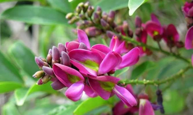 蕌头的最佳种植时间是什么时候？种植后多久可以收获？