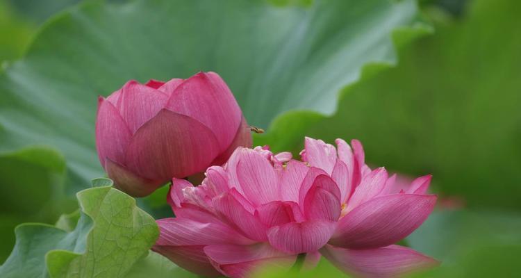 荷花的象征意义及寓意——美丽与坚韧并存的花之境（荷花的寓意与象征之美——赏析荷花的世界与哲理）