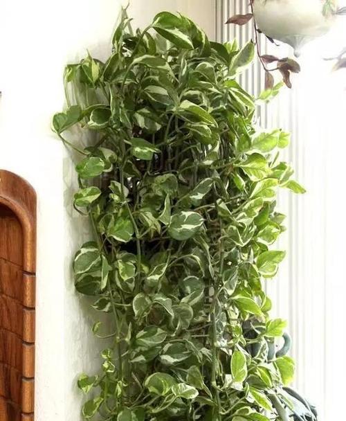 绿萝之谜(从“恩德丽之泪”到“氧气制造机”)