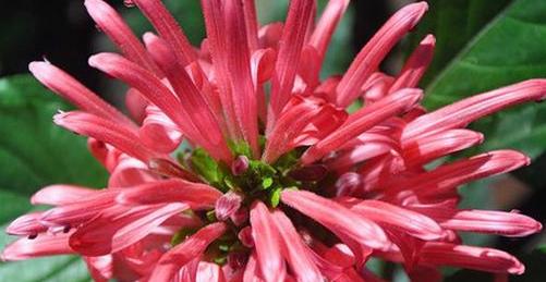 复仇之花——以曼陀罗花的花语为主题的文章（曼陀罗花）