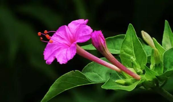 胆小懦弱的花语（揭示胆小懦弱的秘密与挑战）