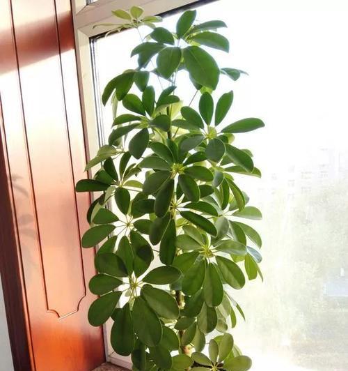 八方来财树开花的预示意义（财运亨通）