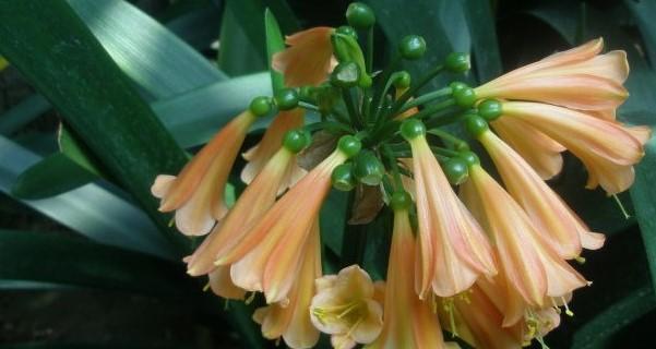 君子兰花语与寓意(深入解读君子兰的象征与内涵)