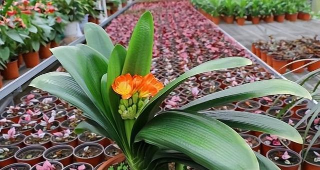 君子兰花语与寓意(深入解读君子兰的象征与内涵) 君子兰花语与寓意(深入解读君子兰的象征与内涵)