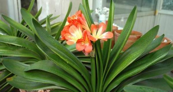 君子兰花语与寓意(深入解读君子兰的象征与内涵) 君子兰花语与寓意(深入解读君子兰的象征与内涵)