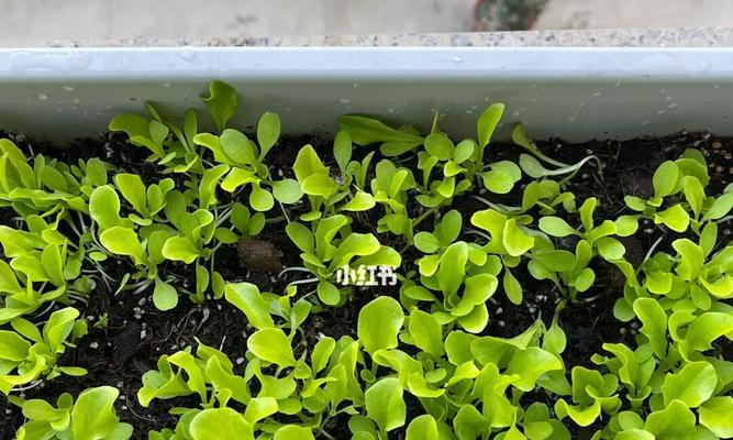 生菜种子发芽需要几天？如何加速发芽过程？