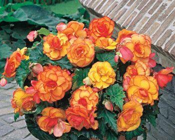 球根海棠花的花语与美丽传说（花开如梦）