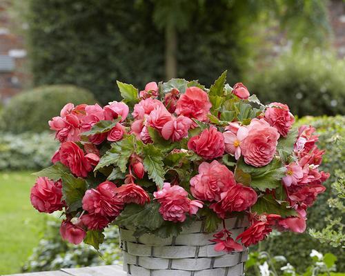 球根海棠花的花语与美丽传说（花开如梦）