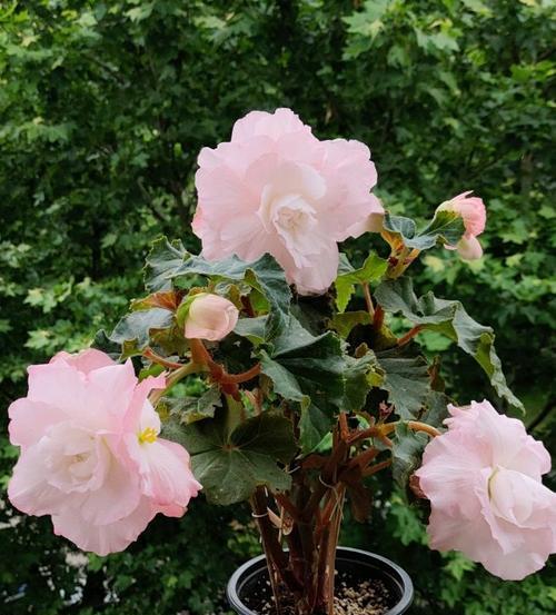 球根海棠花的花语与美丽传说（花开如梦）