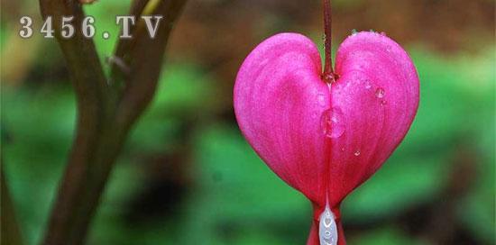 条纹蛇尾兰花语（探索条纹蛇尾兰花的花语与象征意义）