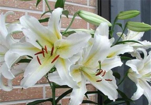 条纹蛇尾兰花语（探索条纹蛇尾兰花的花语与象征意义）