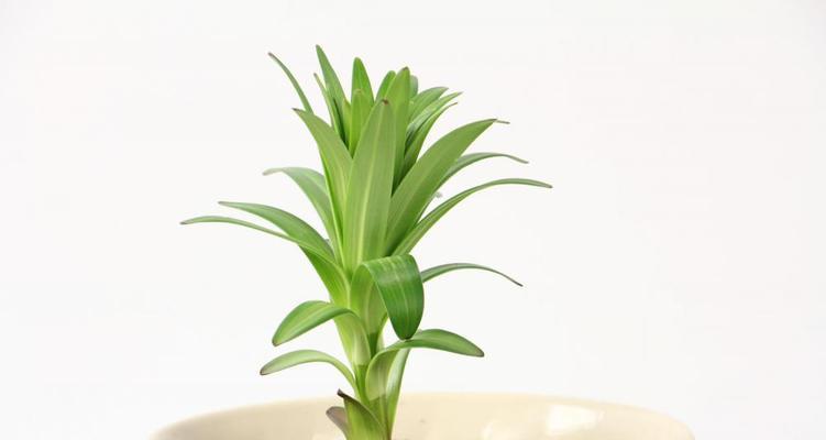 条纹蛇尾兰花语（探索条纹蛇尾兰花的花语与象征意义）