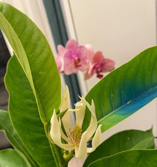 白兰花(盛开在岁月中的芬芳)