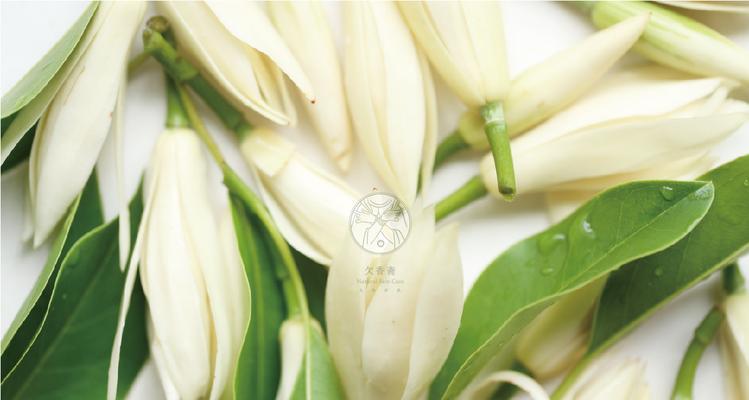 白兰花（盛开在岁月中的芬芳）