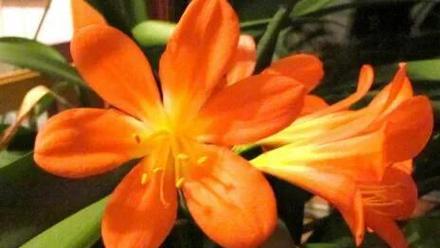 以君子兰的花语探寻内在美与坚持的力量（君子兰的花语解读与品味）