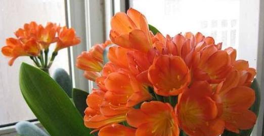 以君子兰的花语探寻内在美与坚持的力量（君子兰的花语解读与品味）