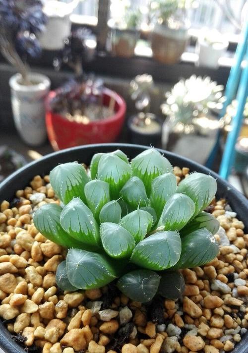 玉露晒太阳的正确方法是什么？不见阳光会有什么影响？