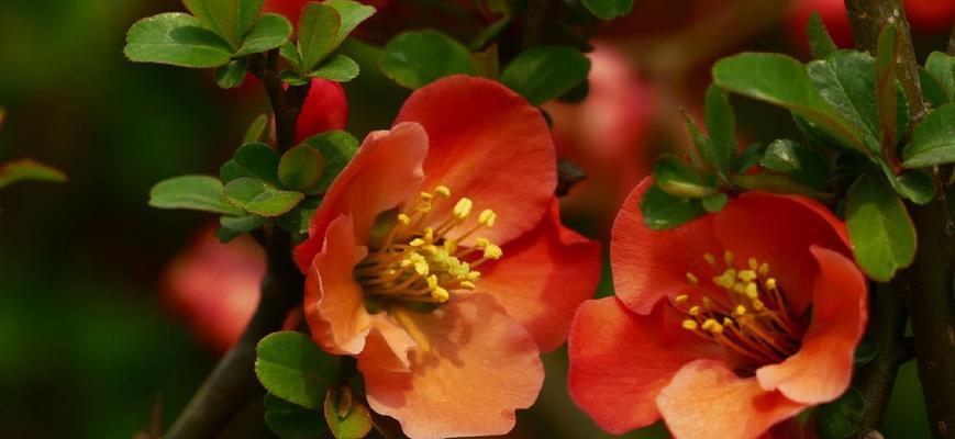 贴梗海棠开花时间及周期？一年能开几次花？