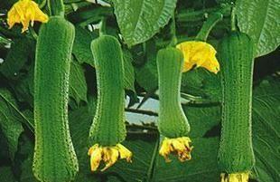 丝瓜能生吃吗？生食丝瓜的健康风险是什么？