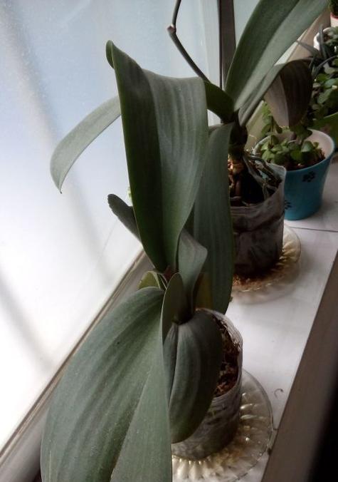 蝴蝶兰叶子变软怎么办?如何快速恢复植物健康?