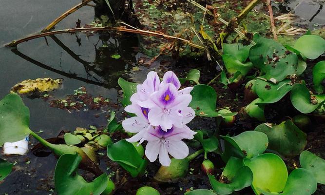水葫芦花期持续多久?如何延长花期?