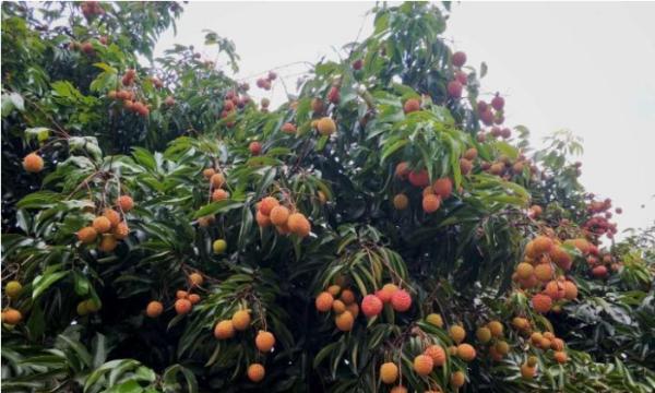 荔枝什么时候成熟?采摘上市时间表是怎样的?