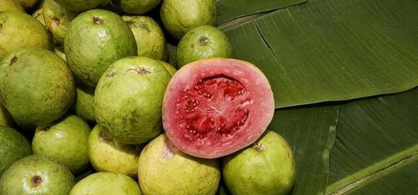 番石榴成熟度判断方法？如何辨别番石榴是否熟透？
