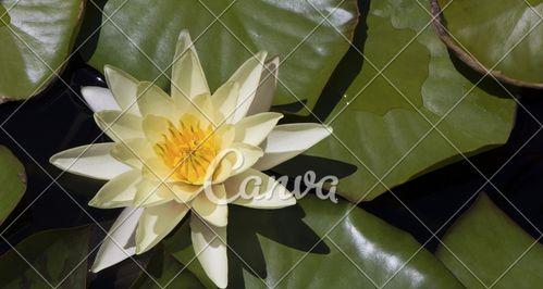 黄色睡莲代表什么？花语和寓意有哪些？