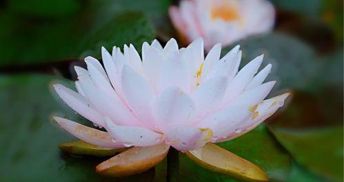 黄色睡莲代表什么？花语和寓意有哪些？