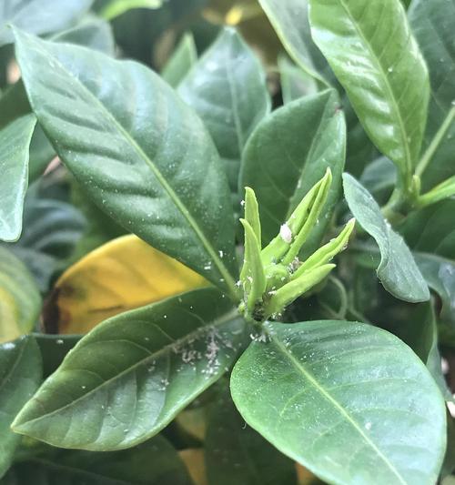 四季海棠长虫子了怎么办？有效防治方法有哪些？