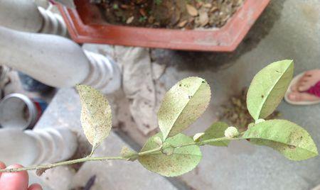 四季海棠长虫子了怎么办？有效防治方法有哪些？