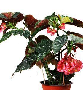 室内养殖海棠花是否安全?养海棠花需要注意什么?