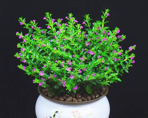 满天星扦插的最佳月份是什么时候？如何提高扦插成活率？