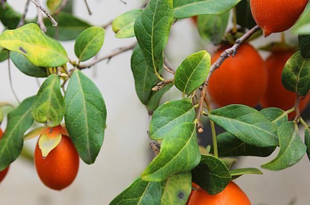 金弹子的果实能用来做什么？常见用途有哪些？