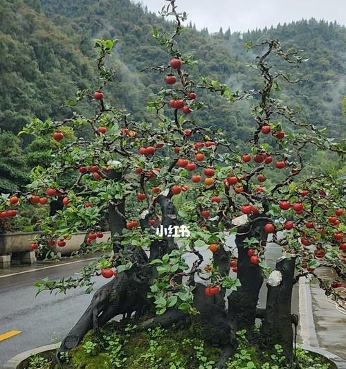 金弹子的果实能用来做什么？常见用途有哪些？