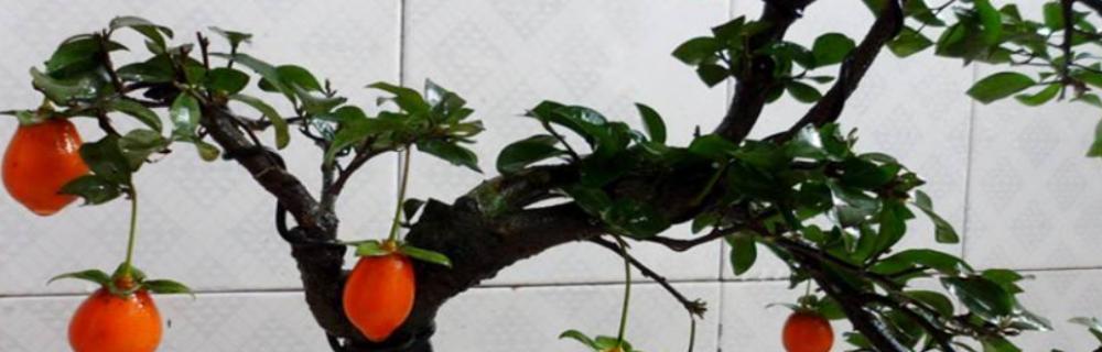 金弹子的果实能用来做什么？常见用途有哪些？