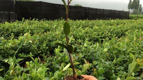 茶叶种子最佳采摘时间是什么时候？采摘后如何处理？