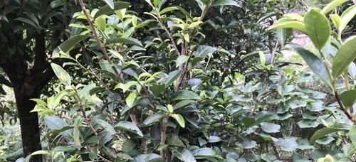 茶叶种子最佳采摘时间是什么时候？采摘后如何处理？