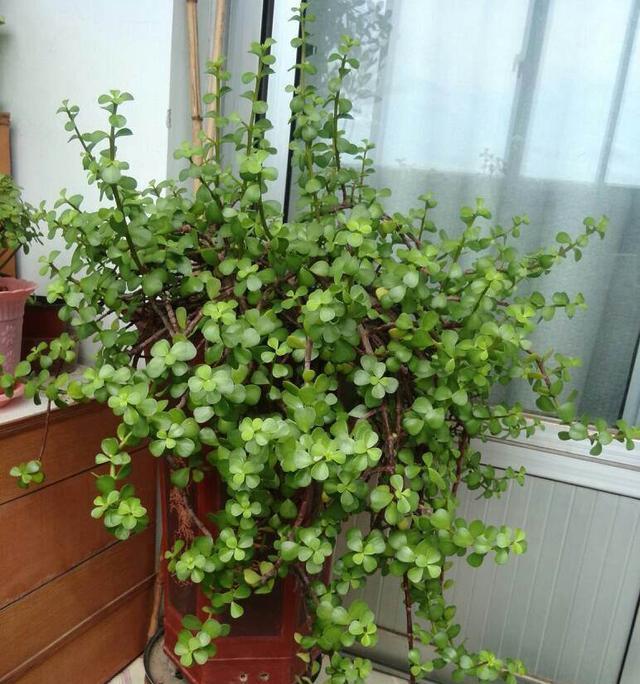 金枝玉叶耐冻吗？冬天如何保护金枝玉叶不被冻伤？